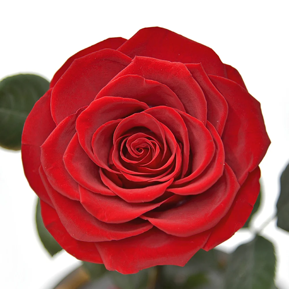 

Creative Luminous Preserved Rose in Glass Dome Warm Ambient Light Home Bedroom Party Decor Ideal Gift for Christmas Mother's Day