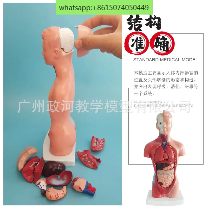 Human body model 28CM trunk, human visceral anatomy model, teaching aids, organ system structure, trunk