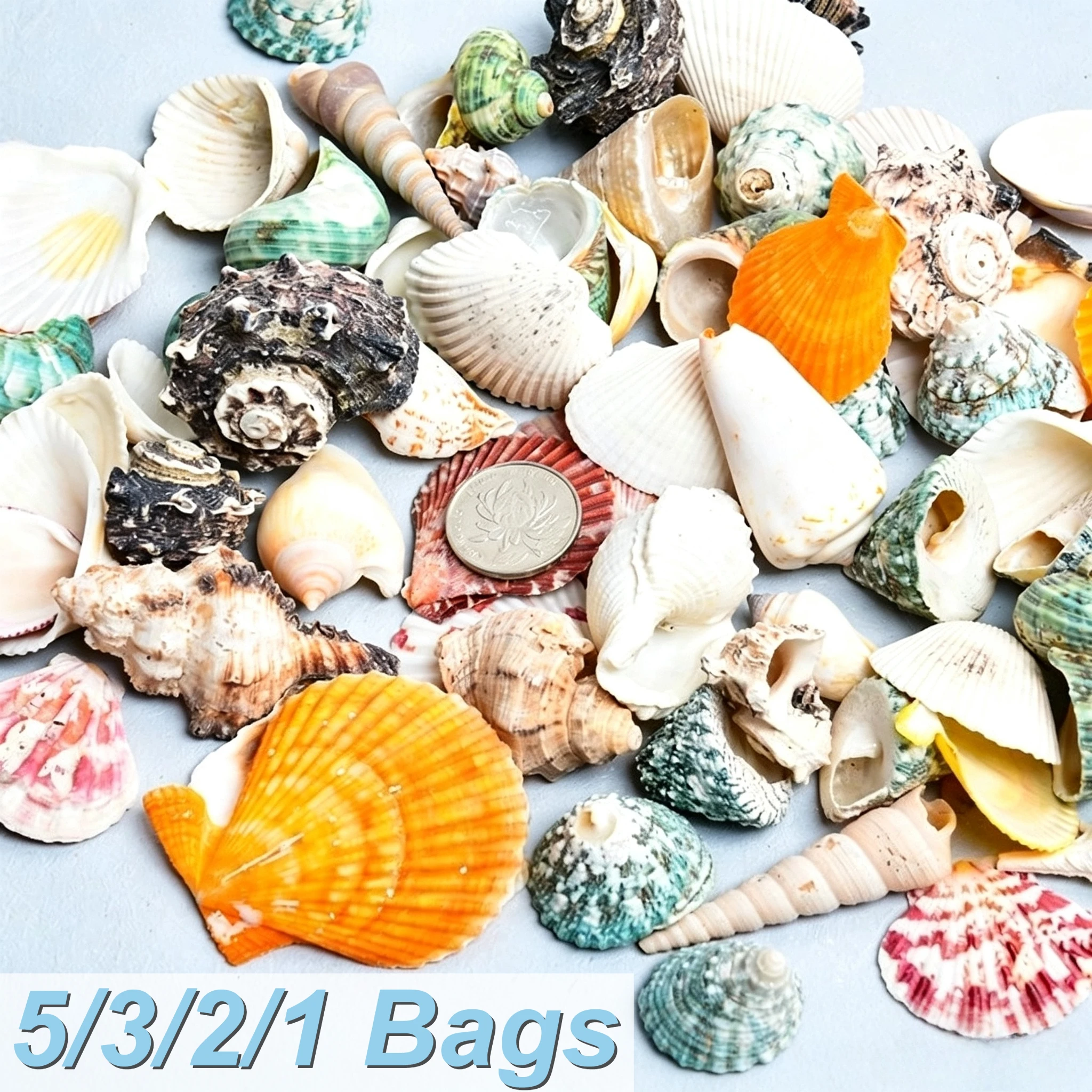 Natural Mixed Seashells Bulk Conch Shells for Handmade Craft Photo Frame Scrapbook Vase Filling Beach Themed Party Ornament