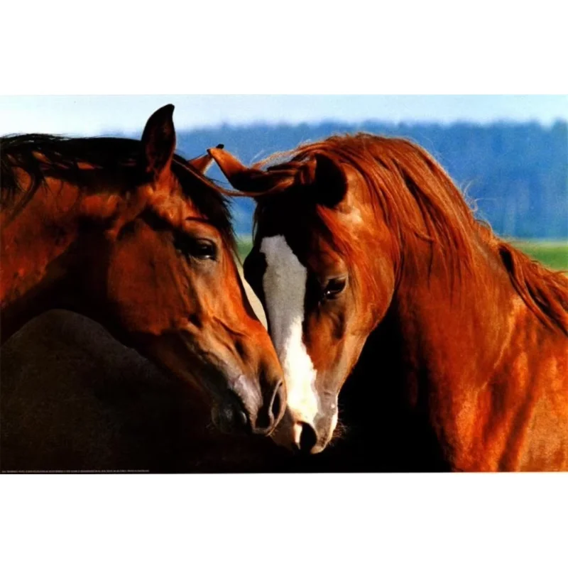 Home Decor Horse Tenderness-Silk Art Poster Wall Sticker Decoration Gift