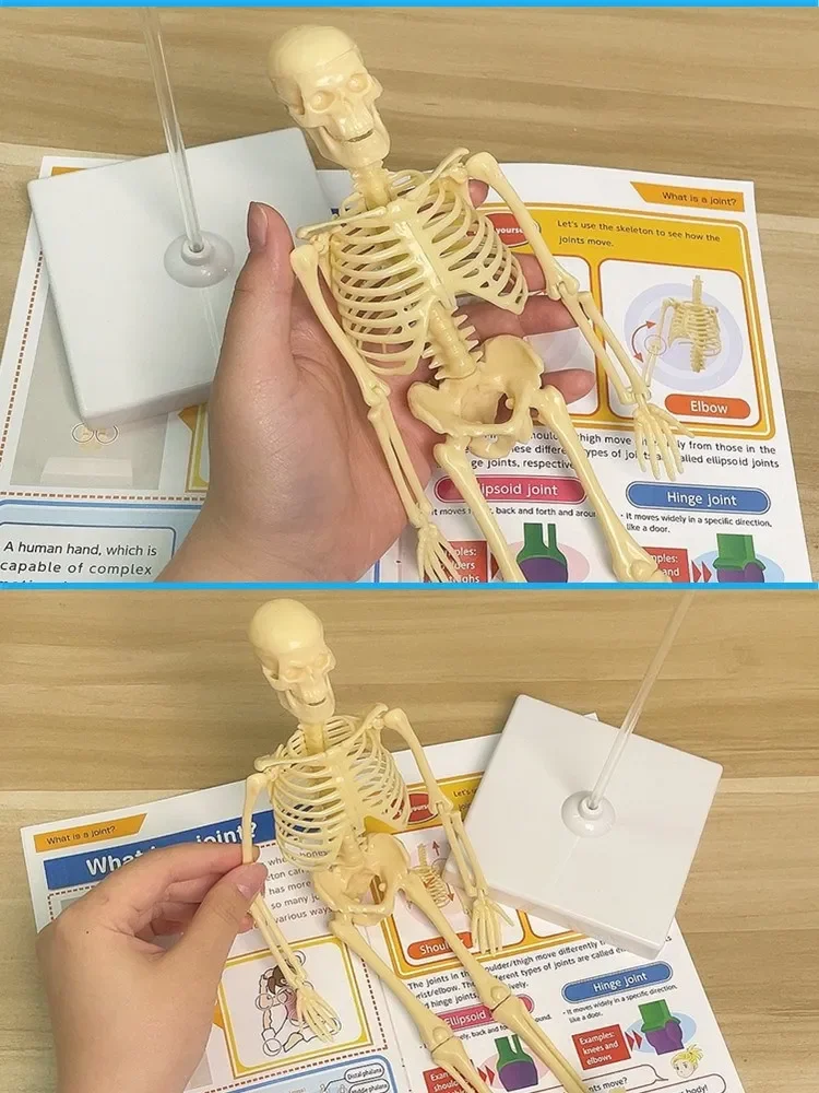 

Teaching aid for human skeleton model, popular science equipment, scientific experiment toy.