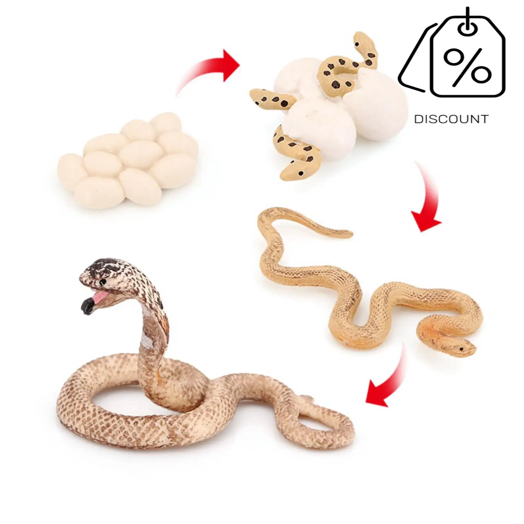 AS96-Realistic Animal Life Growth Cycle Biological Model Toys Snake Growth Cycle Biological Model