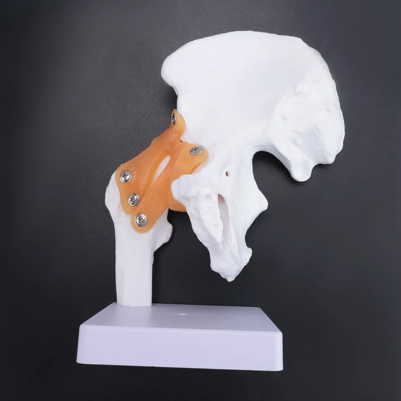 Life Size Anatomical Hip Joint Model Human Skeleton Anatomy Exercise Bone Orthopedic Pain Teaching Resources