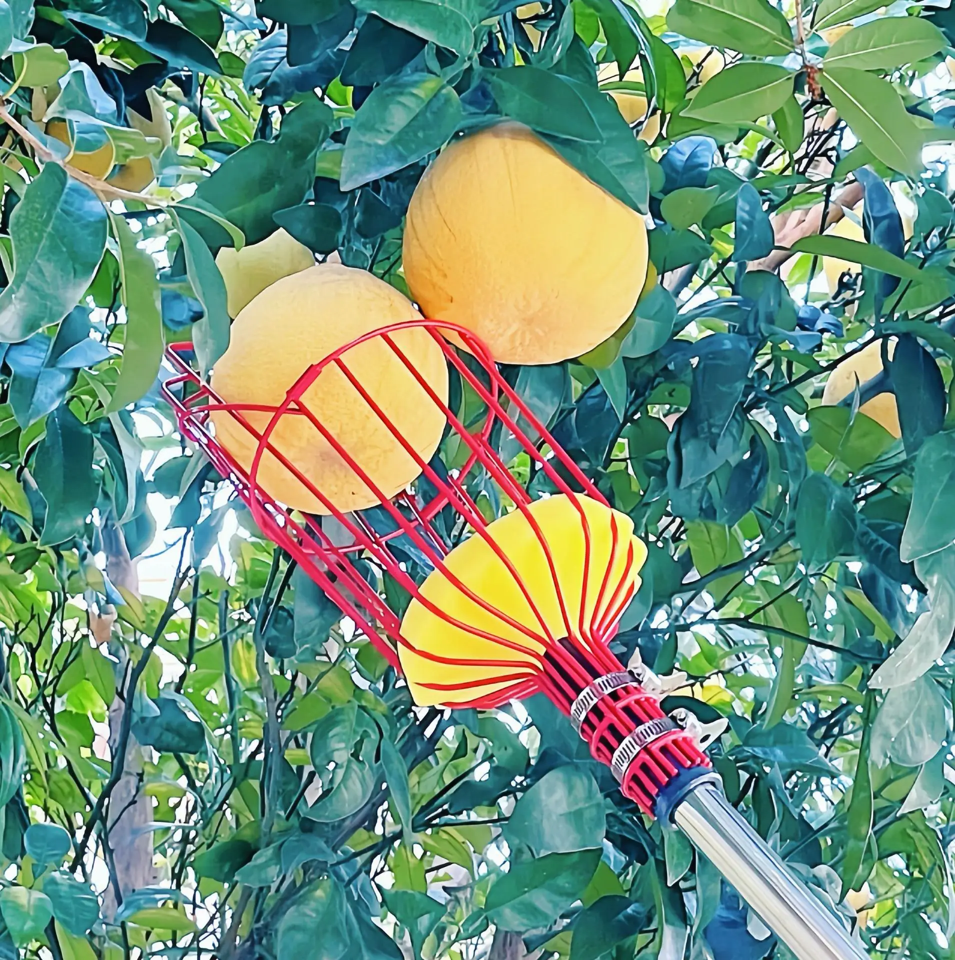 

Fruit Picker Apple Picking Tool with Storage Bag Adjustable Long Handle Stainless Steel Picker Orchard Basket Orange Catcher