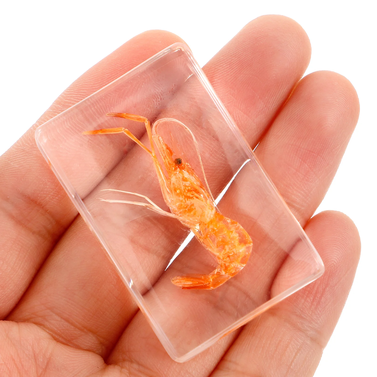 Insect Specimen Decorative Shrimp Collection Resin Crafts Decoration Artificial