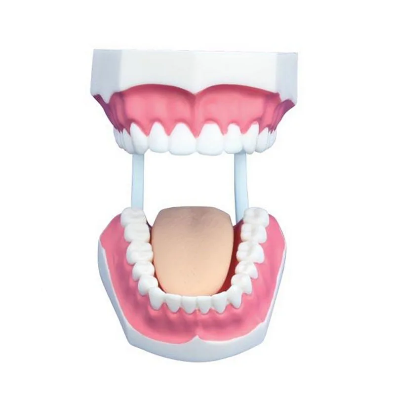 

Small Dentals Care Model 32 Teeth Teaching Anatomy