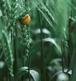 Android Multimedia … - image