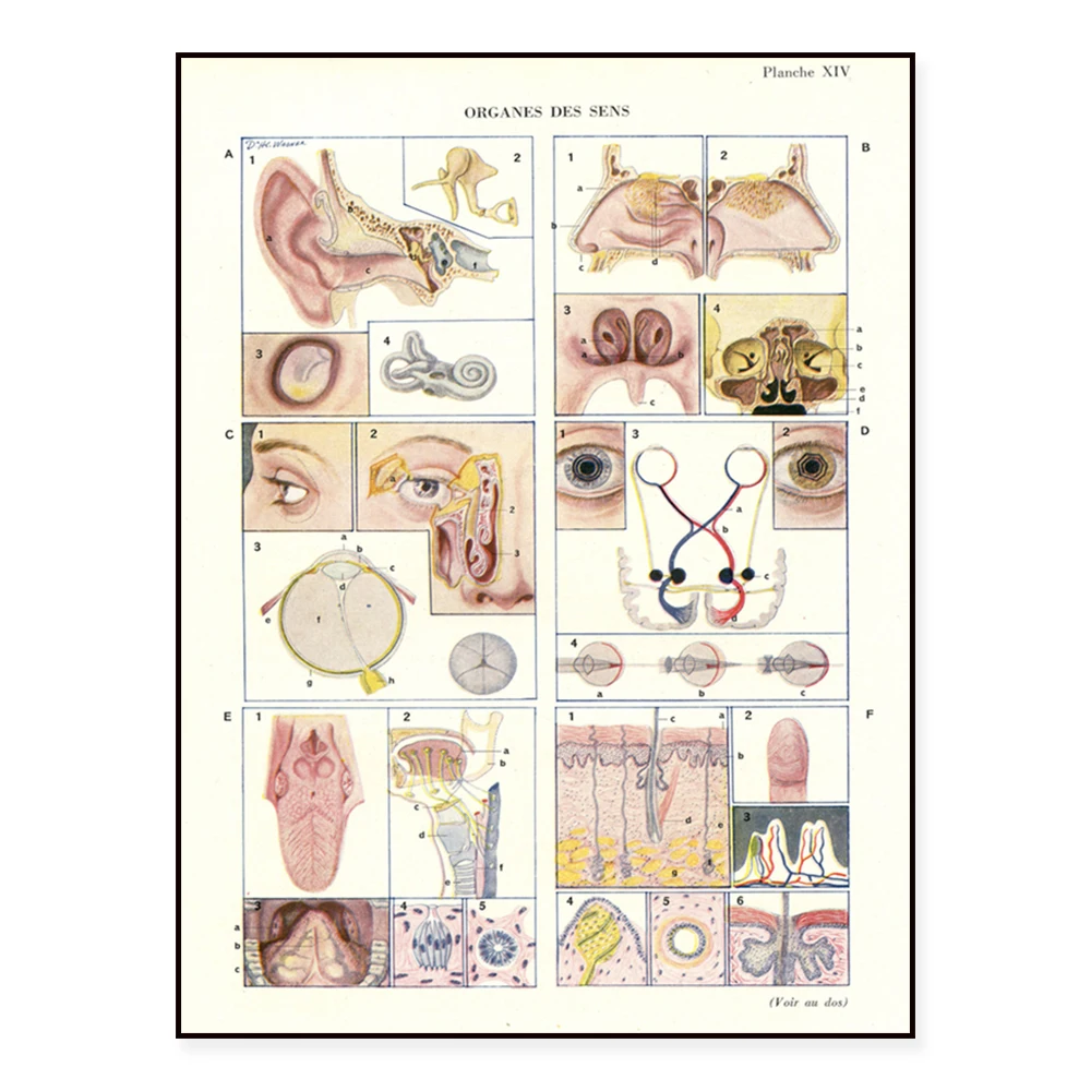 Nose print French retro anatomy poster, small eye nose and ear anatomy, eye and ear medical treatment, respiratory doctor gift