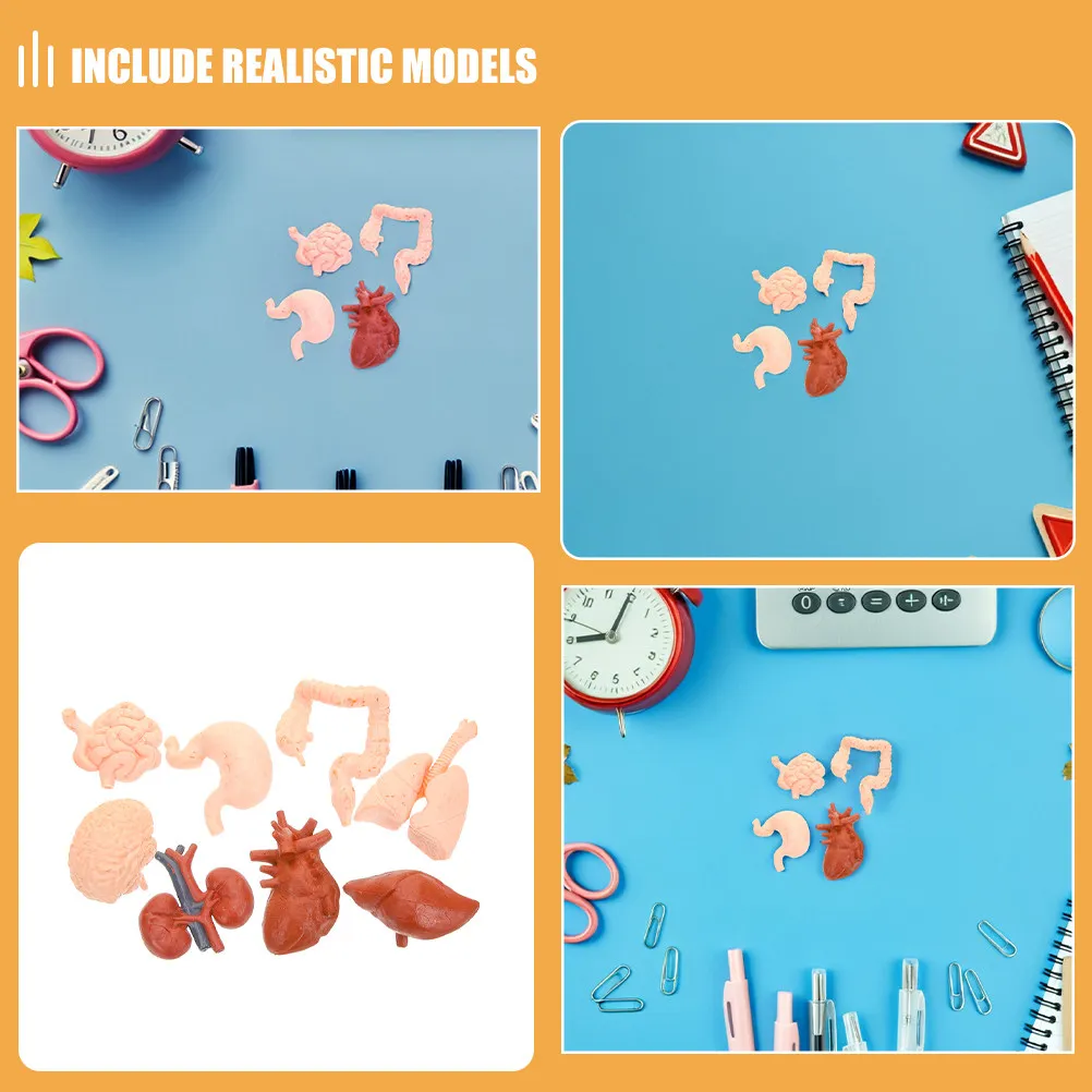 2Sets Human Organ Models Realistic Montessori Anatomy Teaching Aids for Kids Classroom Home Study Interactive Learning Kit
