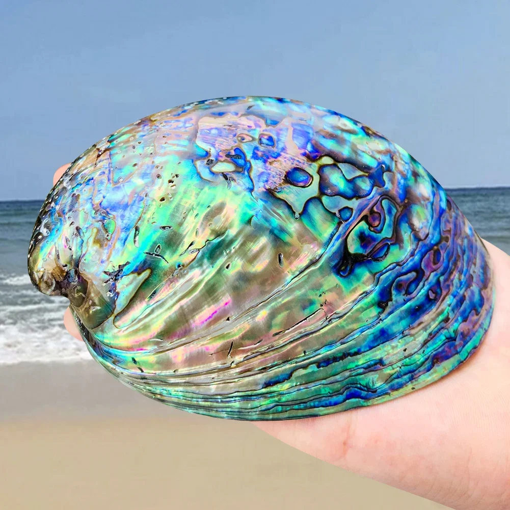 

11-13CM Polished Natural Paua Abalone Shell Sage Smudge Kit with Tripod Stand, Sustainably Collected - for Smudging, Home Decor