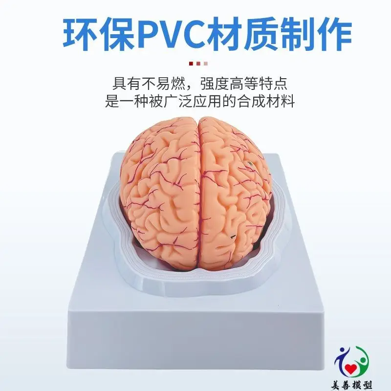 Human Brain Structural Anatomy Model 9 Components Brain Anatomy Logo, Brain Neural Structure Anatomy Model
