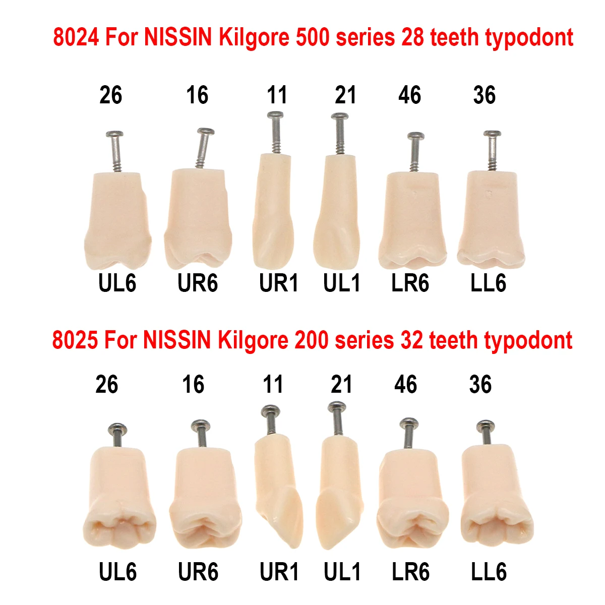 Dental Model Teeth For Preparation Single Tooth Model Fit Kilgore NISSIN 200/500 Type Dentist Teaching Studying Models Resin