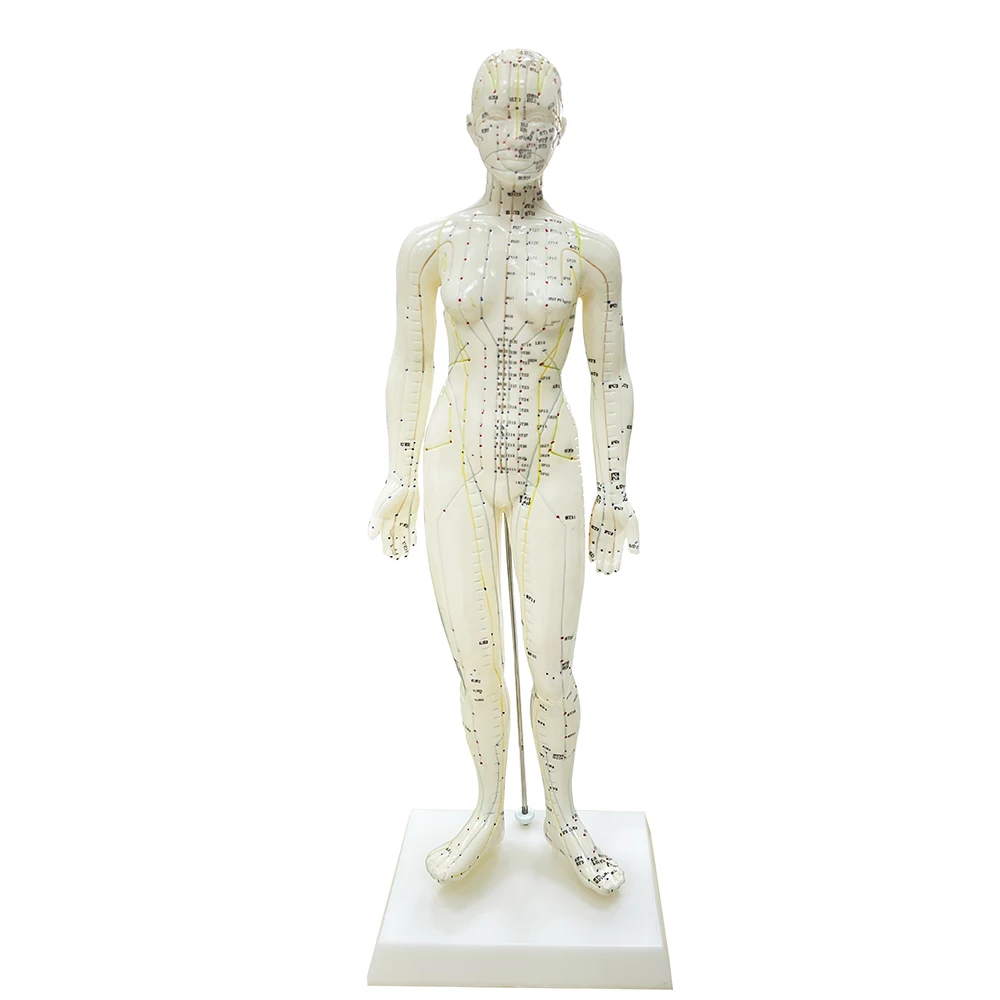 Human Body Acupuncture Model 48cm Female 50cm Male PVC Head Hand Foot Human Body Acupuncture Model Acupoint Model English Code