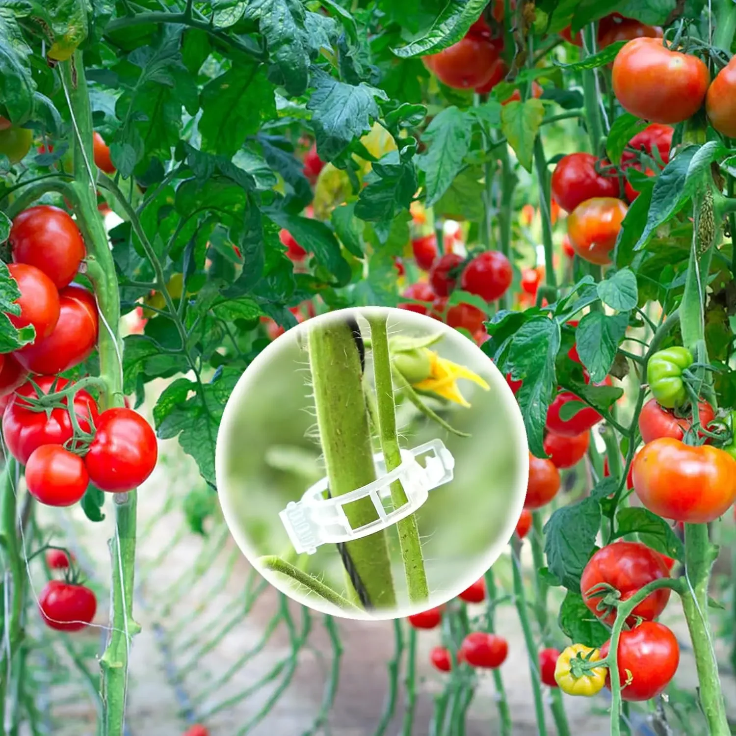 50-100pcs Plant Clips for Climbing Plants Tomato Clips for Hanging Plant Supports Plant Support Clips Hanging Plant Tool