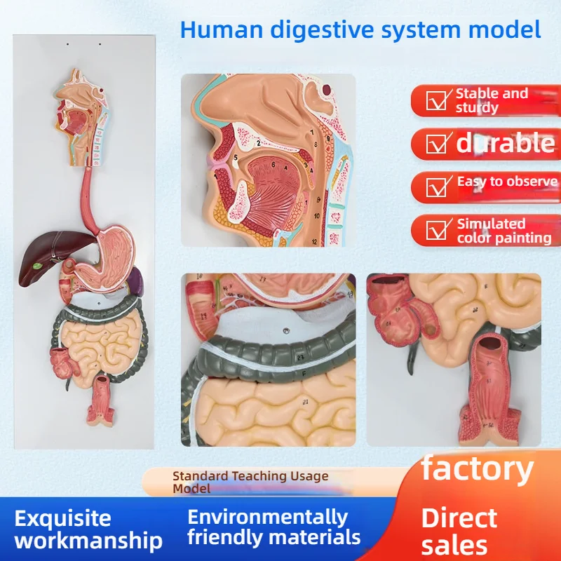 

unique Medical Teaching PVC Model of Human Digestive System Gastrointestinal Tract Digestive Glands Oral Cavity Esophagus Stomac