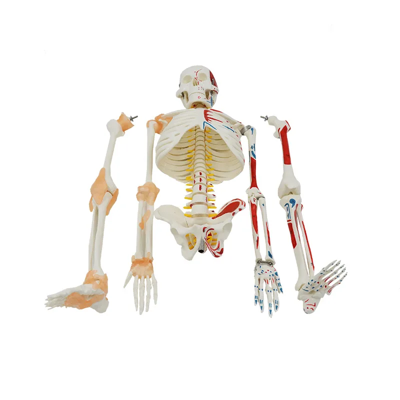 Human Skeleton Model 1/2 Life Size 85cm Half Muscle and Half Ligament Drawing Medical Science Anatomy