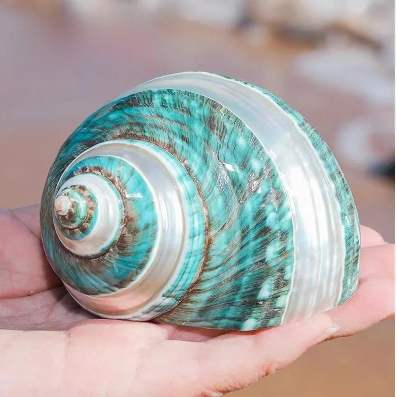 

Морской снаряд-краб Seaell Starfi Tra een Snail Crab ell: меняющий цвет, для аквариума, ландшафтный декор, украшение для дома, игрушка, подарок на день рождения