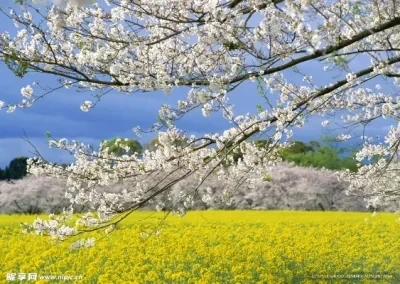 

4PCS YSIDO RC Drone B2807 1300KV Upgraded Brushless Motor for Mark4 7inch Frame RC Airplane Drone Multicopter Spare DIY Parts