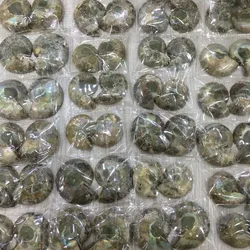 Amazing Ammonite Shell Reiki Crystal Healing Jewelry for Chakra Balancing And Energy Healing Purposes