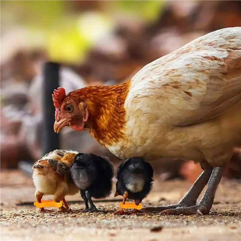 【Artículos calientes】 24 Uds. Tirantes para piernas de pollito de bebé, huecos para piernas de pollito de bebé, bandas para piernas de aves de corral, tirantes para aficionados de pollo