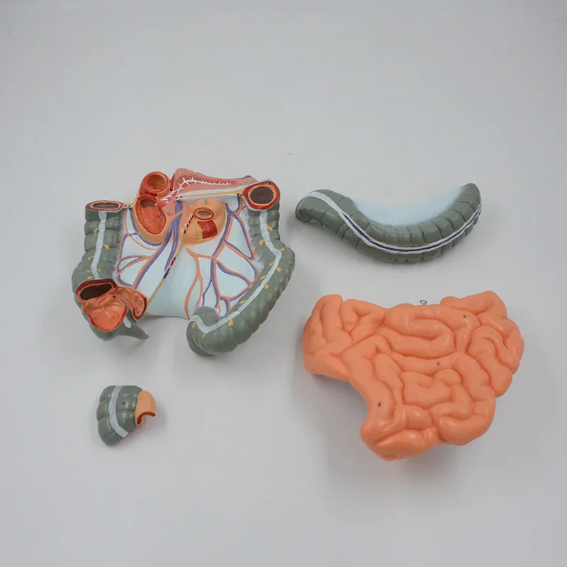 Removable gastrointestinal model, human digestive system model large intestine
