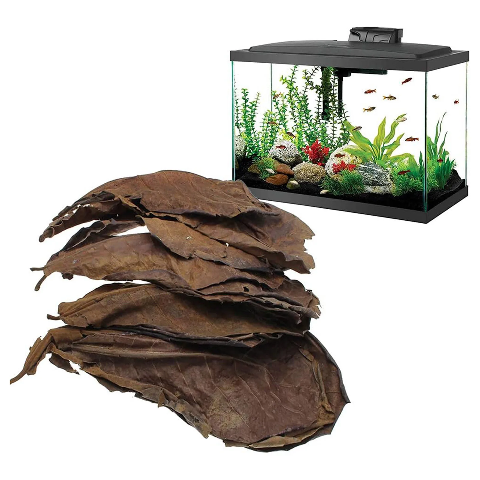 Indian Almond Aquarium Leaves 5