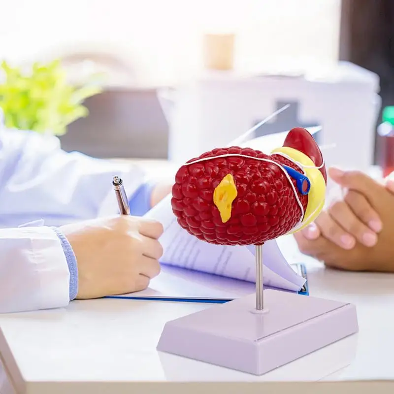 โมเดลตับมนุษย์พยาธิวิทยากายวิภาคที่มีพื้นผิวที่ชัดเจนสำหรับการสอนการแสดงตับรูปแบบอเนกประสงค์