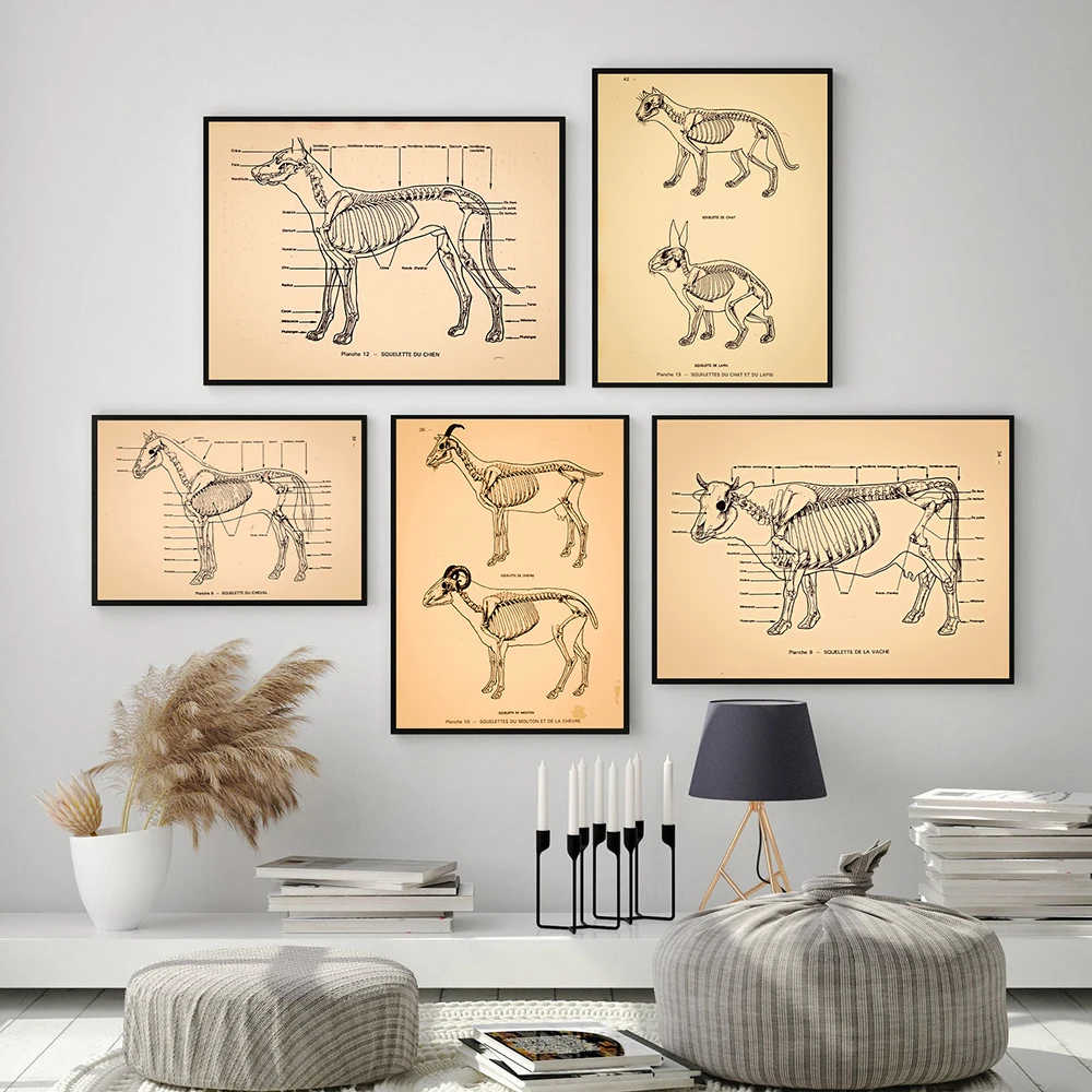 Tierärztliche Anatomie-Poster Veterinärmedizin Wandkunstdrucke Hund, Pferd Anatomie-Kunst Leinwandgemälde Tierklinik-Dekoration