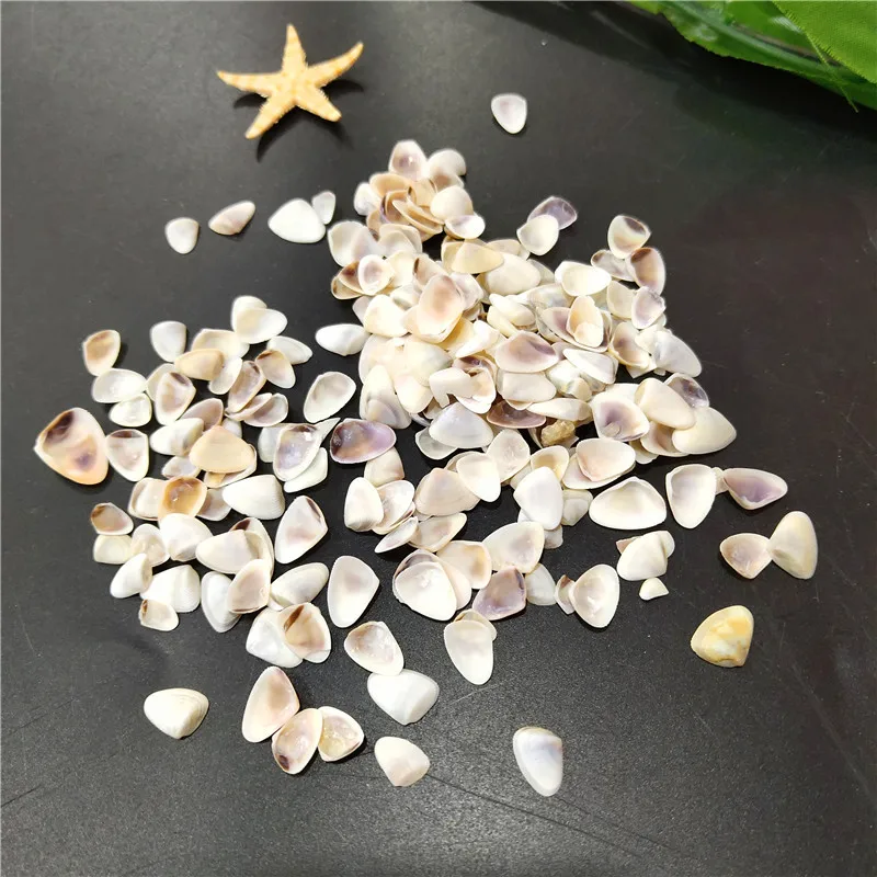 Conchas de pepula naturales de 1 cm, ideales para decoraciones y manualidades de acuarios de bricolaje, vendidas por kilogramo