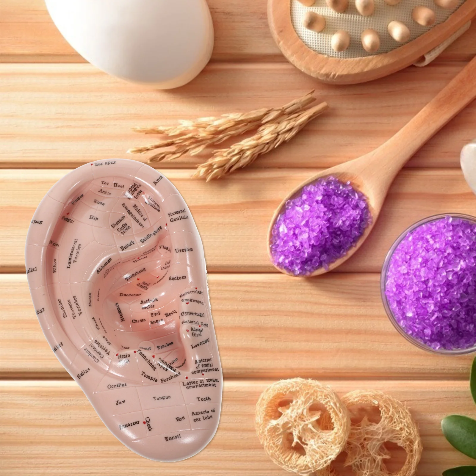 Auricular Model Massaging Ear Massage Lettering Mold Massager Chinese Acupoint Learning Body Medicine Teaching Prop Mini