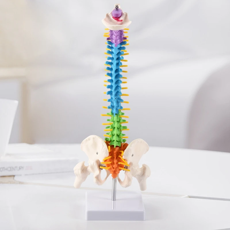 Imagem -03 - Modelo de Coluna Espinhal para Estudantes Humanos Pélvicos Anatomia Recursos para Ensino 45cm