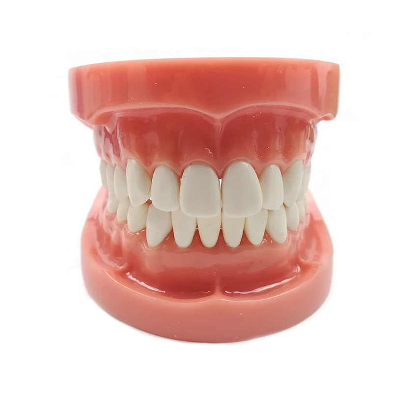 1piece-hst-a6-standard-dental-teeth-education-model-32pcs-hard-gum-screw-fixed-with-dp-articulator-dental-teaching-model