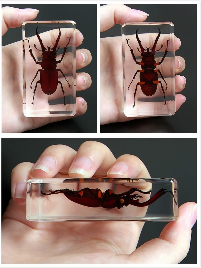 

Real insect specimen real insect resin early education observation articles beetle scorpion spider centipede amber ornament