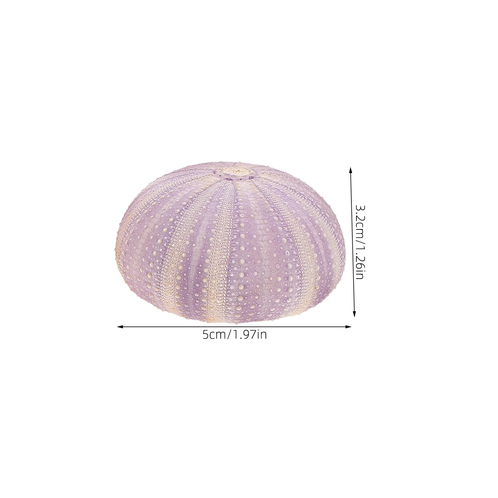 3 pcs Natural Dried Sea Urchin Shell Unique Small Planting Holder Air Planting Pot Desktop Ornament Decorative Craft For Home view 3