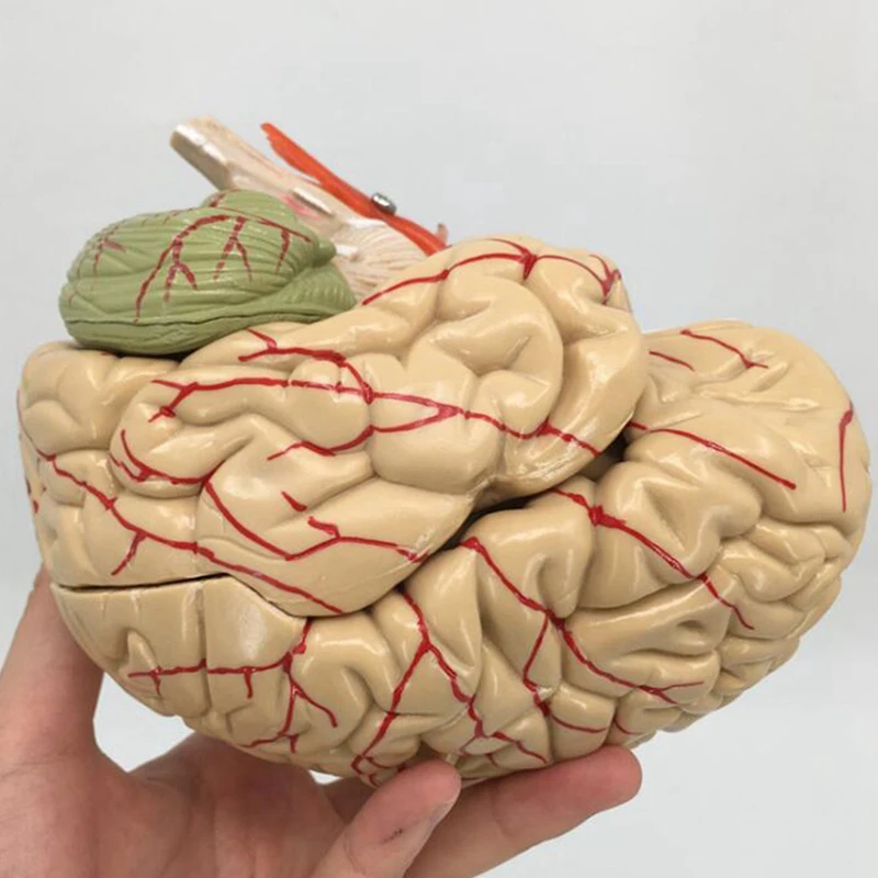 Modelo del cerebro del cuerpo humano, herramienta de enseñanza de anatomía, modelo anatómico del cerebro humano desmontado