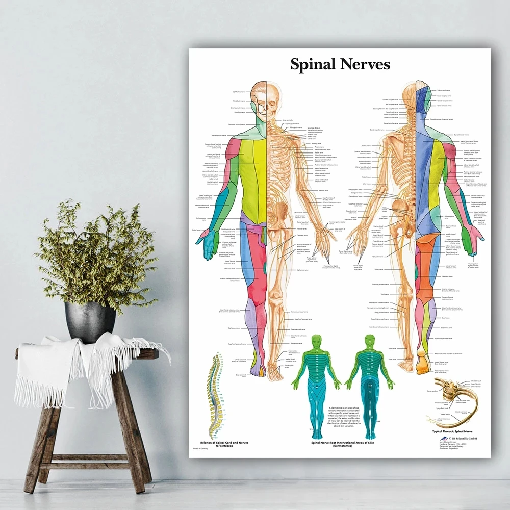 Modular Canvas Spinal Nerves Hd Prints Pictures Wall Art Anatomy Painting Home Decor Medical Education Posters For Office Frame