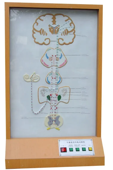 

Electric Model of Balance Sensation Conduction Medical Science Demonstration Simulator Teaching Aids for Medicine College Biolog