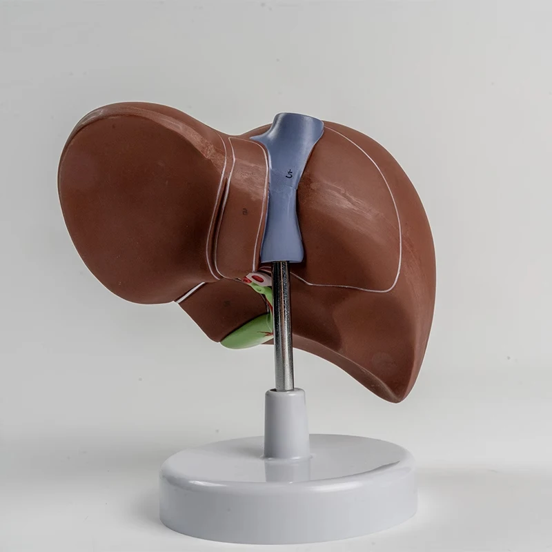 

Имитационная модель человеческой печени из ПВХ, медицинская анатомия, ПВХ, натуральный натуральный размер, Porta Hepatic, модель структуры желчного воздуховода желчного пузыря