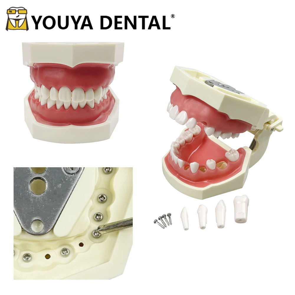 

28Teeth Dental Teaching Model plastic Soft Gum Resin Removable Typodont Teeth Model for Dentist Practice Training Tool