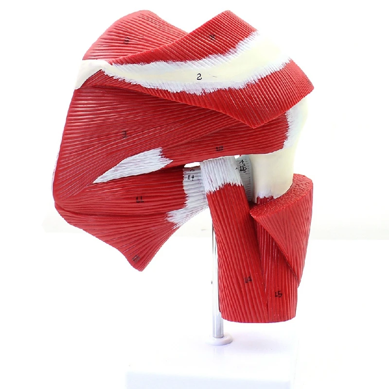 Human Joint Anatomical Model Body Model Scientific Muscled Shoulder Joint Model Human Shoulder Joint With Muscle