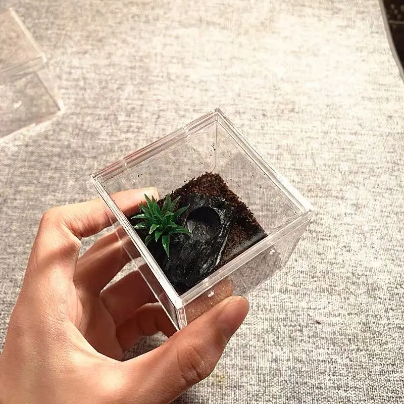 Highly Transparent Mini Square Box Acrylic Small Reptile Pet Beetle Reptile Transparent Feeding Box