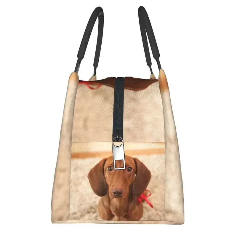 Bonito dachshund cão térmico isolado almoço saco feminino salsicha almoço recipiente para acampamento ao ar livre viagem armazenamento refeição caixa de alimentos