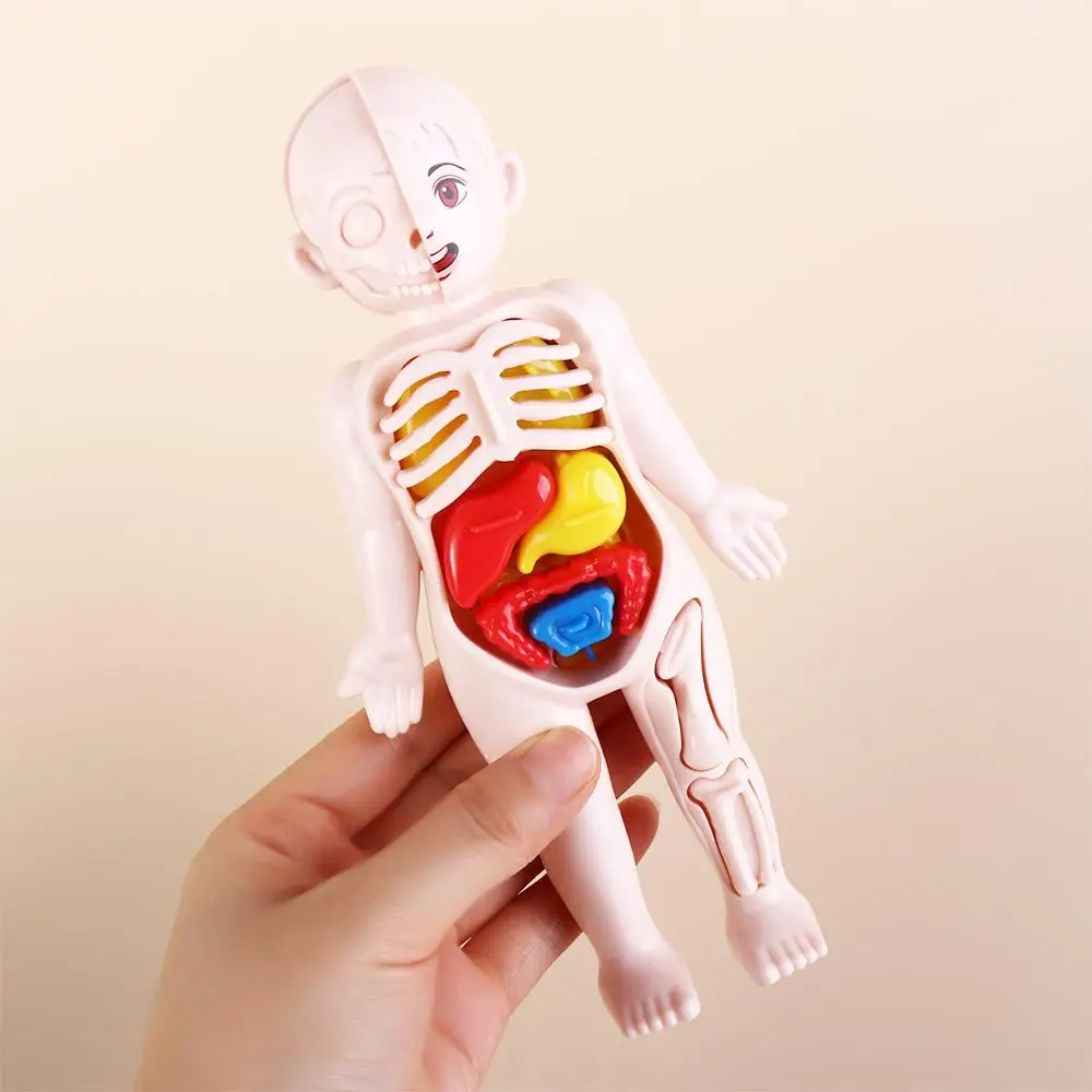 Learning School Accessories Anatomy Toys Human Body Anatomy Toy Human Body Organ Model Human Organ Model Human Body Model