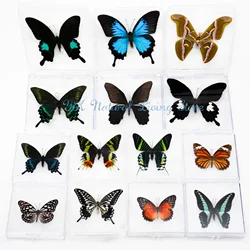 Real Butterfly Specimens Spread Wings Science Teaching Decoration Birthday Gift Ornament Transparent Box Can Be Removed 2/PSC