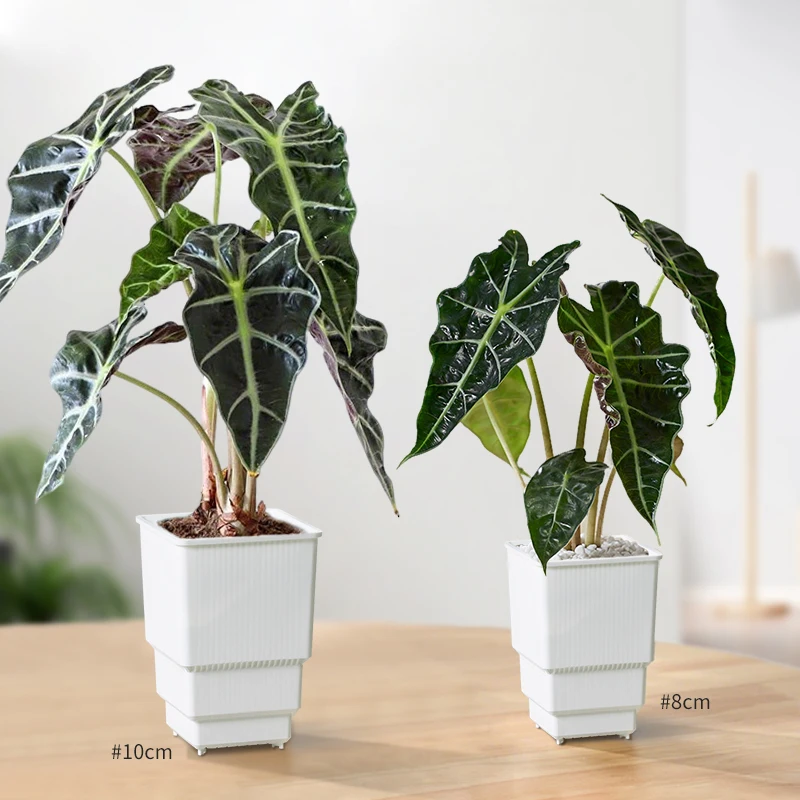 Thumbnail 4 - #39 Outdoor Planter Boxes Price Drop Alerts