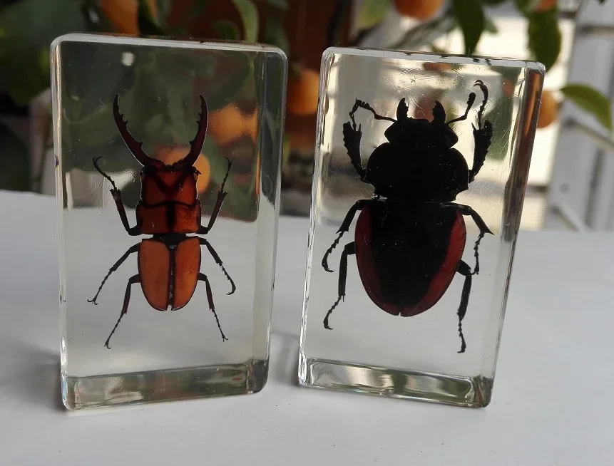 Wholesale 29pcs Insect in Resin Specimen Bugs Collection Paperweights Arachnid Resin Spec Decoration Home Accessories in Random