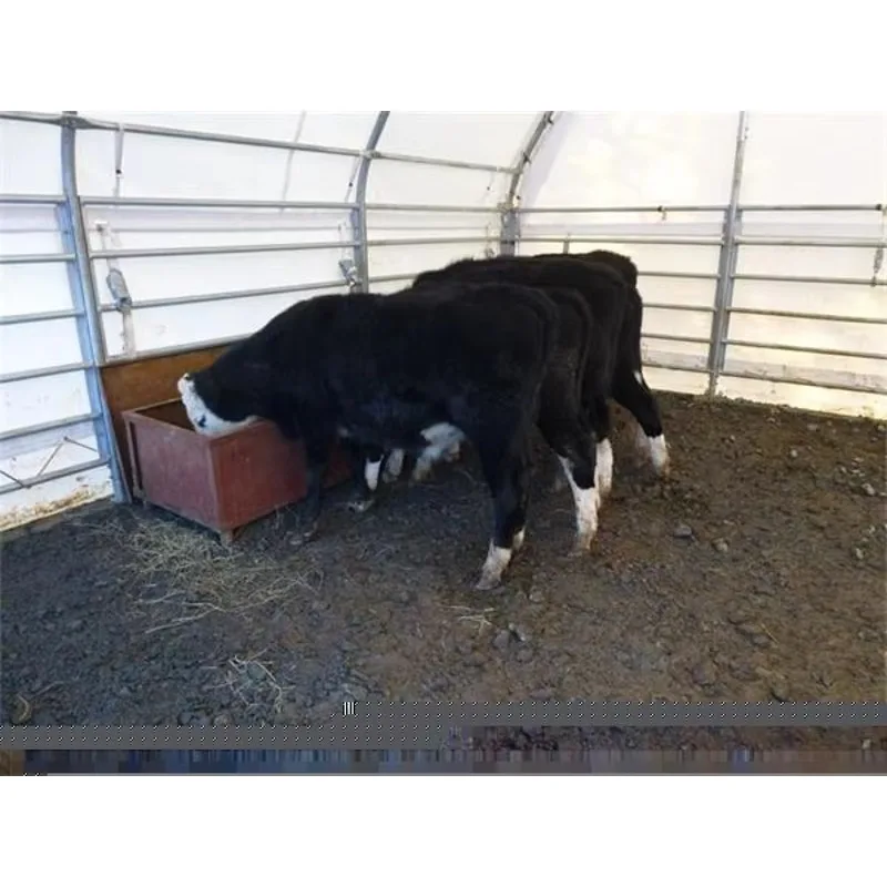 حار بيع GS سقيفة التخزين في الهواء الطلق الهيكل الصلب المباني الجاهزة المرآب وتخزين الحصان المأوى