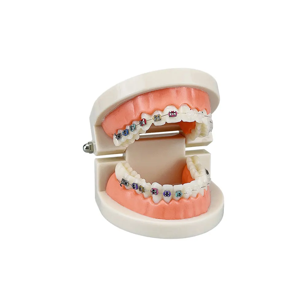 Dental Adult Standard Teeth Model Typodont Metal / Ceramic Brackets For Dentistry Demonstration Denture Model Studying Teaching