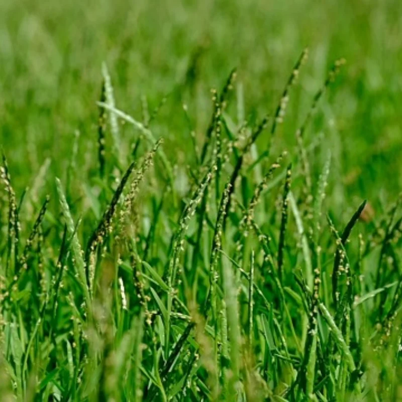 

Металлическая защита шасси из нержавеющей стали, защитная пластина для Tamiya Hornet Evo, детали для обновления радиоуправляемого автомобиля