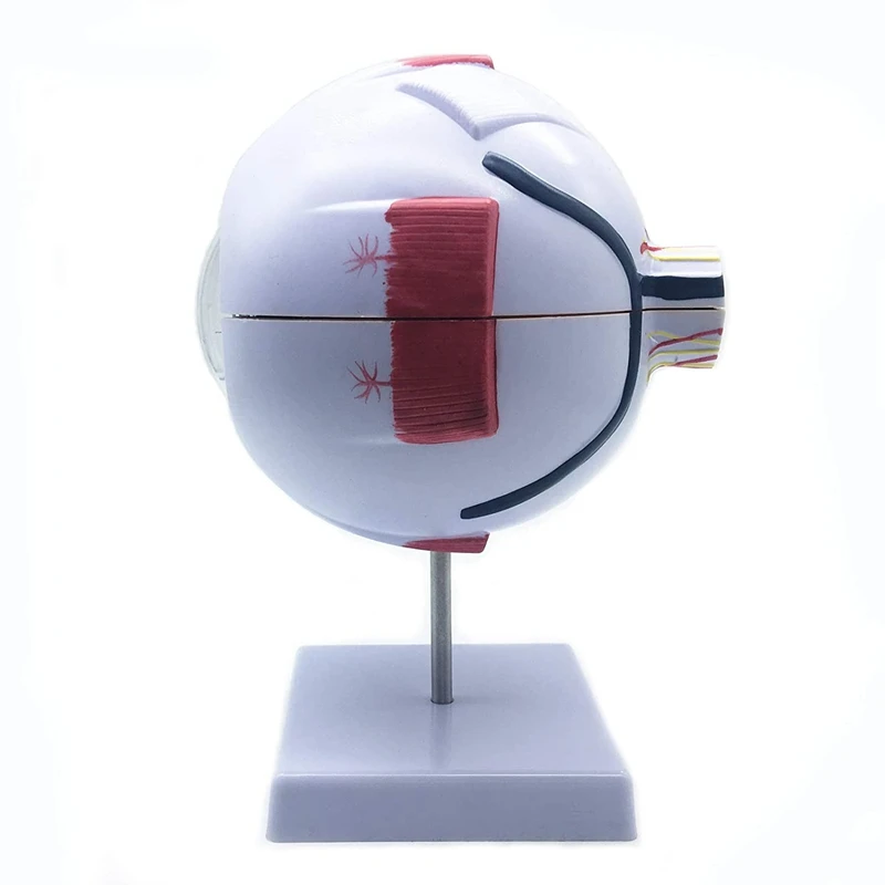 科学教室の研究のための人間の目の自動モデル、6x拡大、個人的に正確